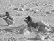 Steve McQueen and his wife, Neile Adams, firing pistols in the Palm Springs desert in 1963