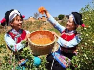 英语热词 | 我国设立中国农民丰收节 Chinese Farmers' Harvest Festival