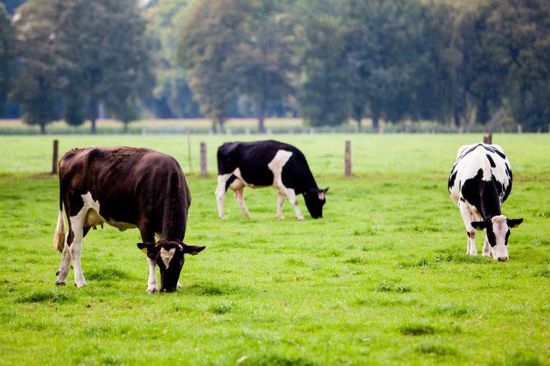关于cows与bulls的跨学科观点：cow（母牛）