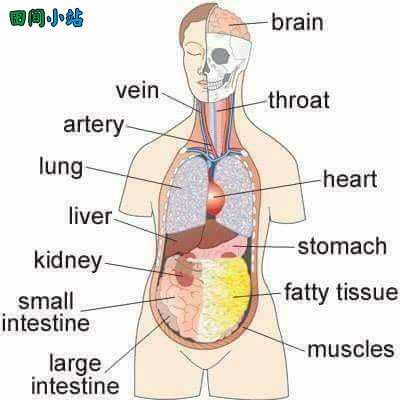 图说英语词汇 | 人体各器官内脏英语词汇中英对照一览表