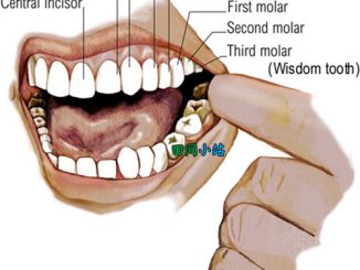 图说英语词汇 | 牙齿结构中各类牙齿名称英语词汇中英对照一览表