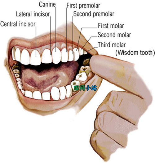 图说英语词汇 | 牙齿结构中各类牙齿名称英语词汇中英对照一览表