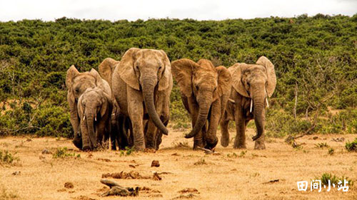 翻译研究 | a herd of elephants是英语中的量词吗？