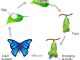 图说英语词汇 | 蝴蝶的生命周期 Life Cycle of Butterfly