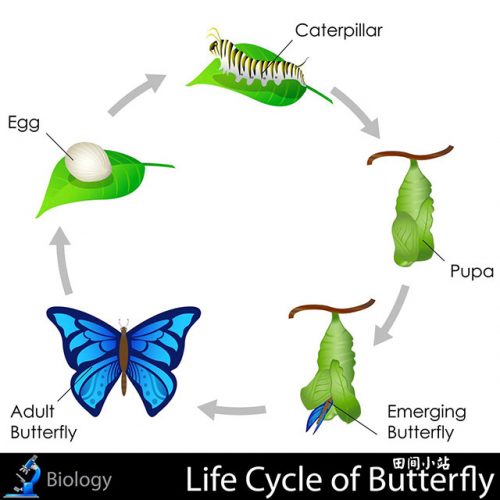 图说英语词汇 | 蝴蝶的生命周期 Life Cycle of Butterfly