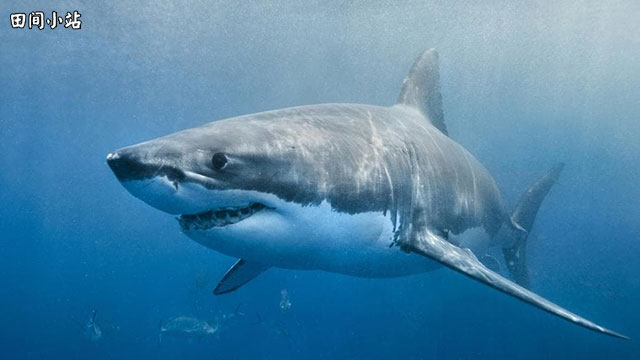 英语热词 | 绑架一条鲨鱼：sharknapping