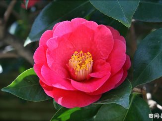 常见植物的英语名称来源全解析