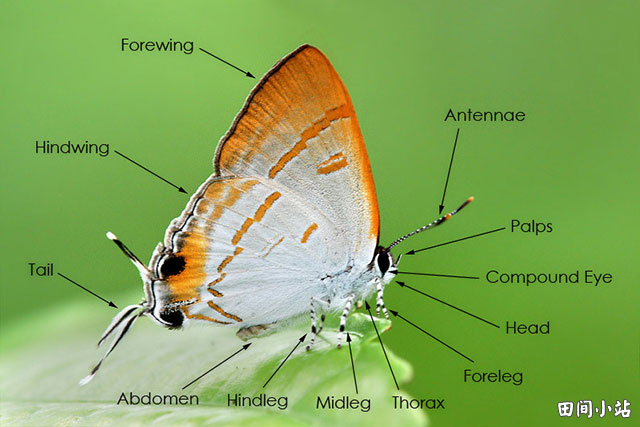 图索英语词汇 蝴蝶身体器官部位英语词汇中英对照 田间小站