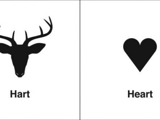 同音异义 | Hart & Heart