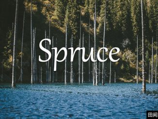 小词详解 | spruce