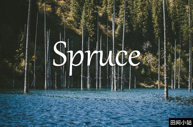 小词详解 | spruce