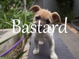 小词详解 | bastard