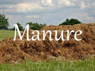 小词详解 | manure