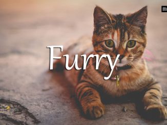 小词详解 | furry