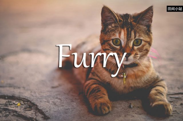 小词详解 | furry